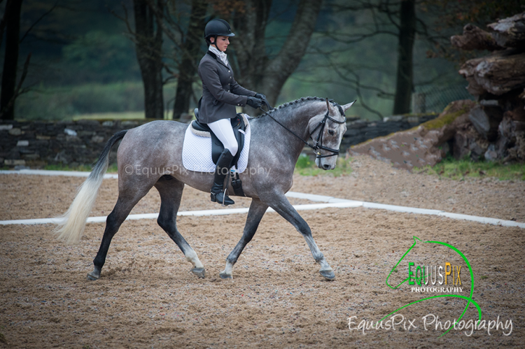 Dressage